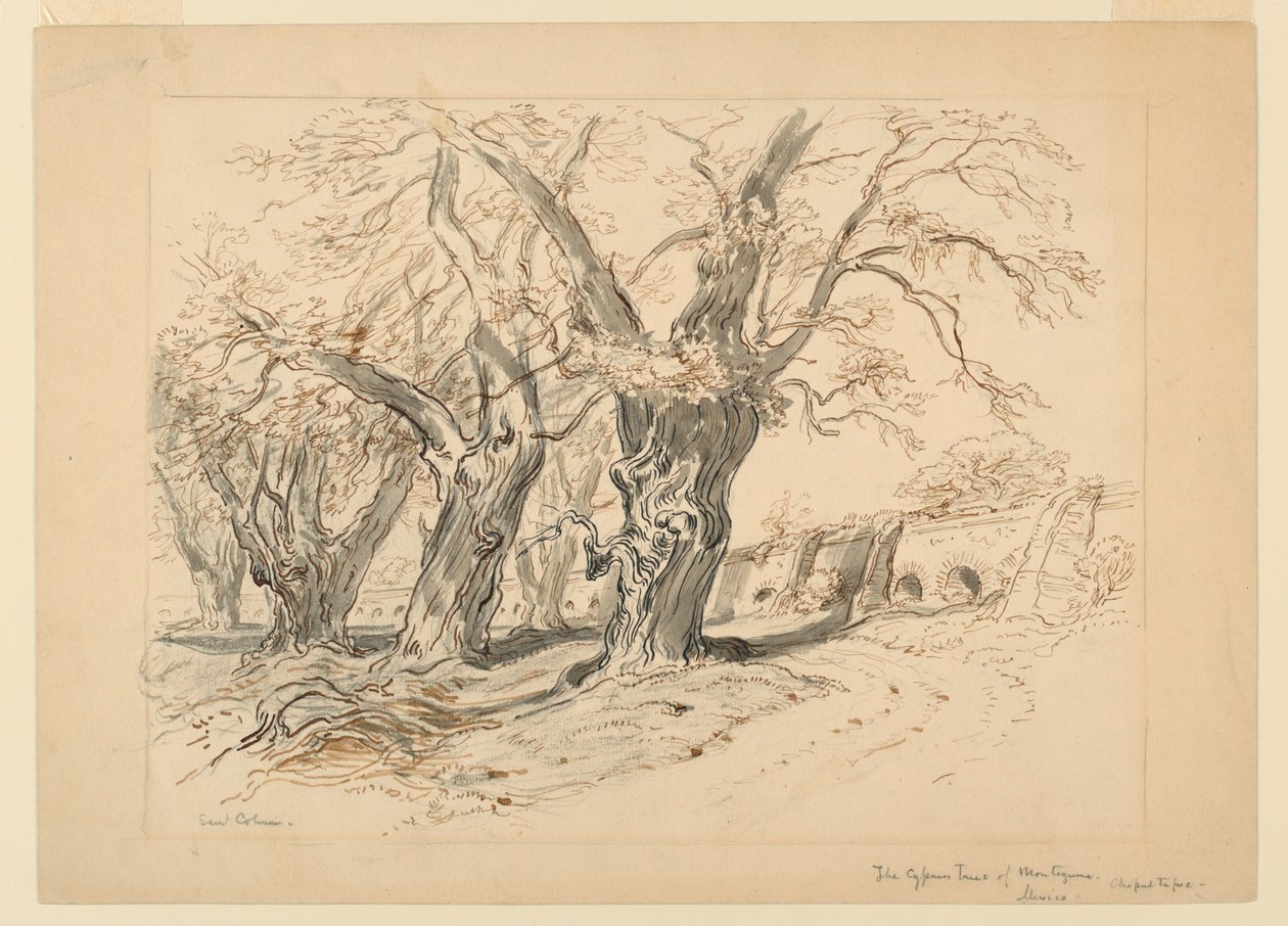 Dessin, Étude pour Les Cyprès de Montezuma, Parc de Chapultepec, Mexique - Samuel Colman