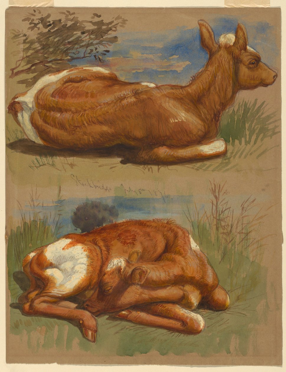 Dessin, trois études de veaux, Stockbridge, 7 juillet 1876 - Samuel Colman