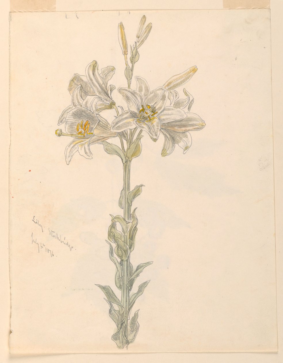 Lys, Stockbridge - Samuel Colman