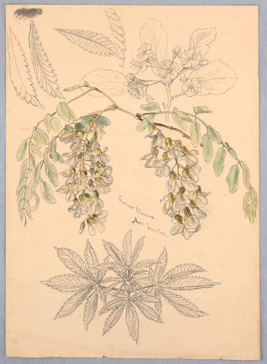 Fleurs de sauterelle - Samuel Colman