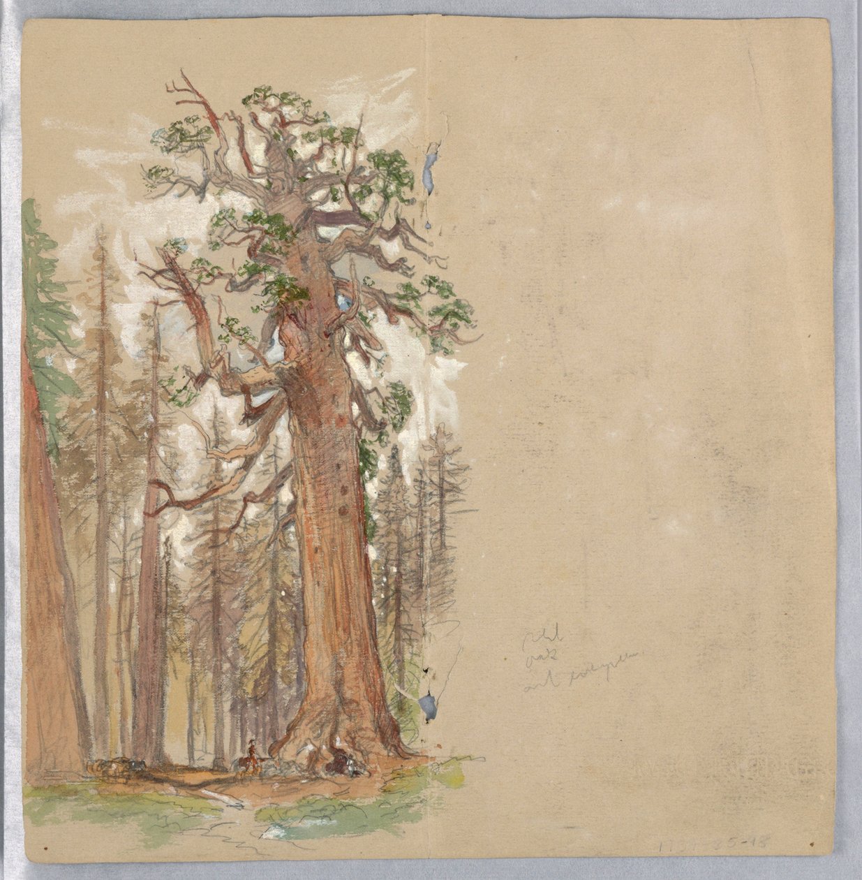 Chêne et toujours vert - Samuel Colman