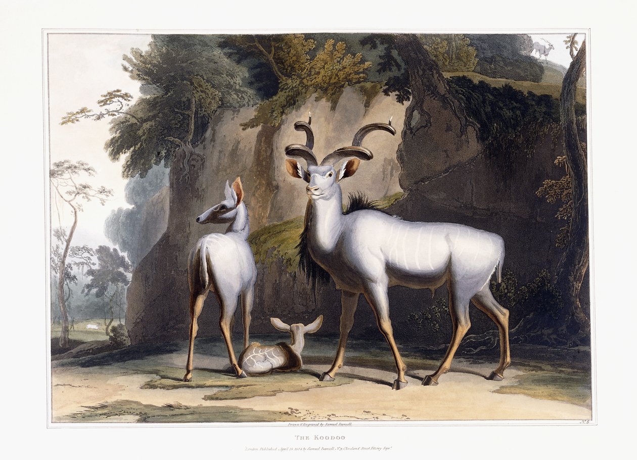 Le Koodoo, 1804 - Samuel Daniell