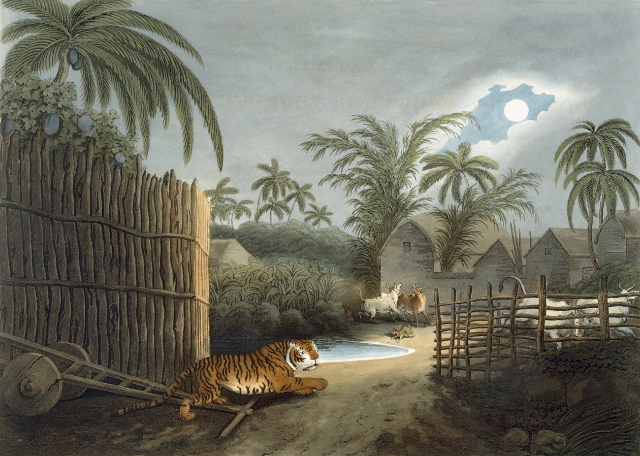 Un tigre rôdant dans un village (bétail en terreur), de 