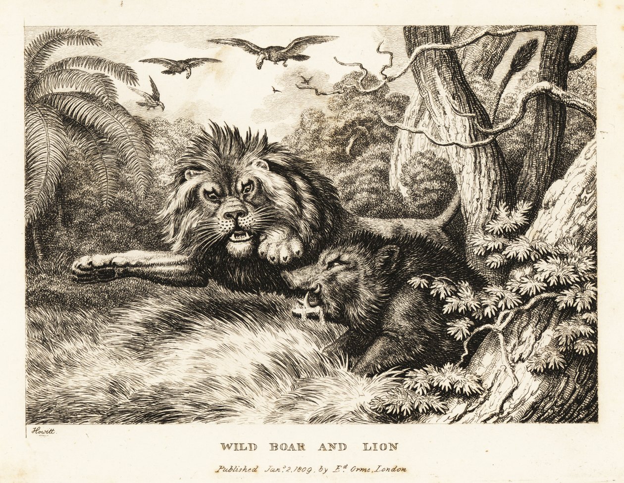 Un lion et un sanglier sauvage se battent tandis que des vautours tournent au-dessus. 1811 - Samuel Howitt