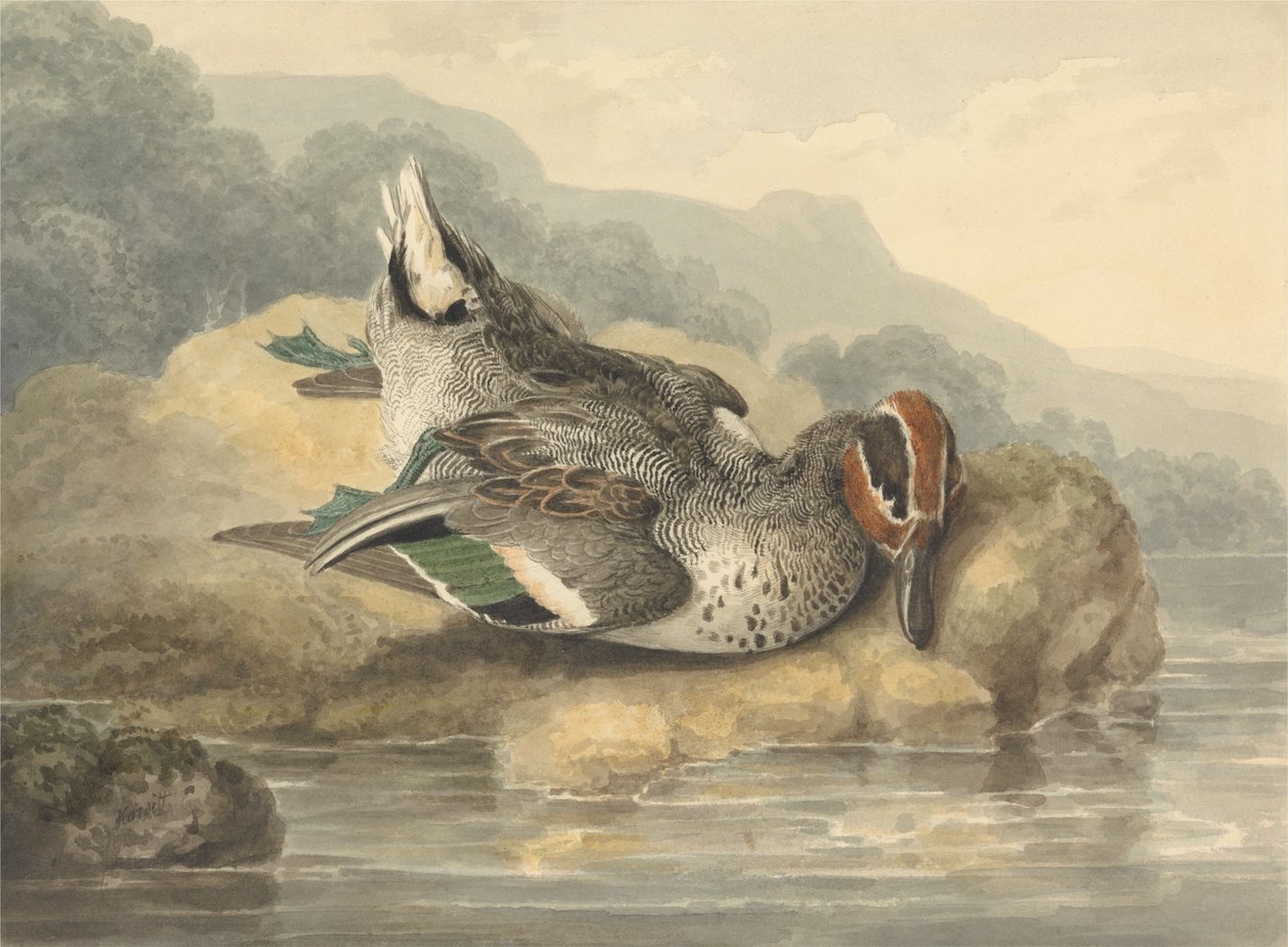 Sarcelle morte - Samuel Howitt