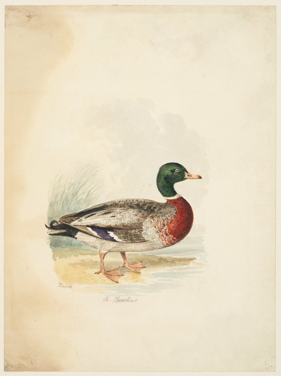 Canard - Anas boschas (recto), vers 1813-22 - Samuel Howitt