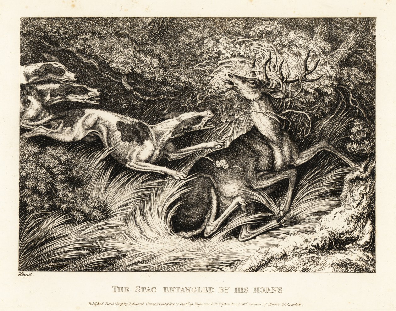 Trois chiens attaquent un cerf attrapé par ses bois. 1811 - Samuel Howitt