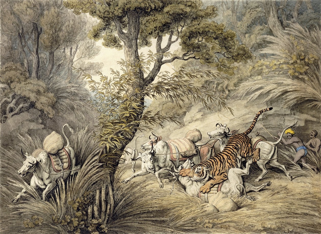 Tigre attaquant un train de bétail - Samuel Howitt