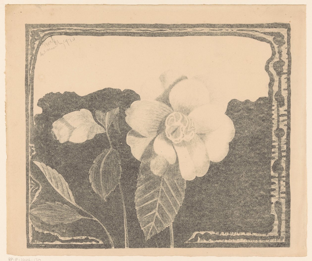 Camélia, à gauche une fleur en bouton - Samuel Jessurun de Mesquita