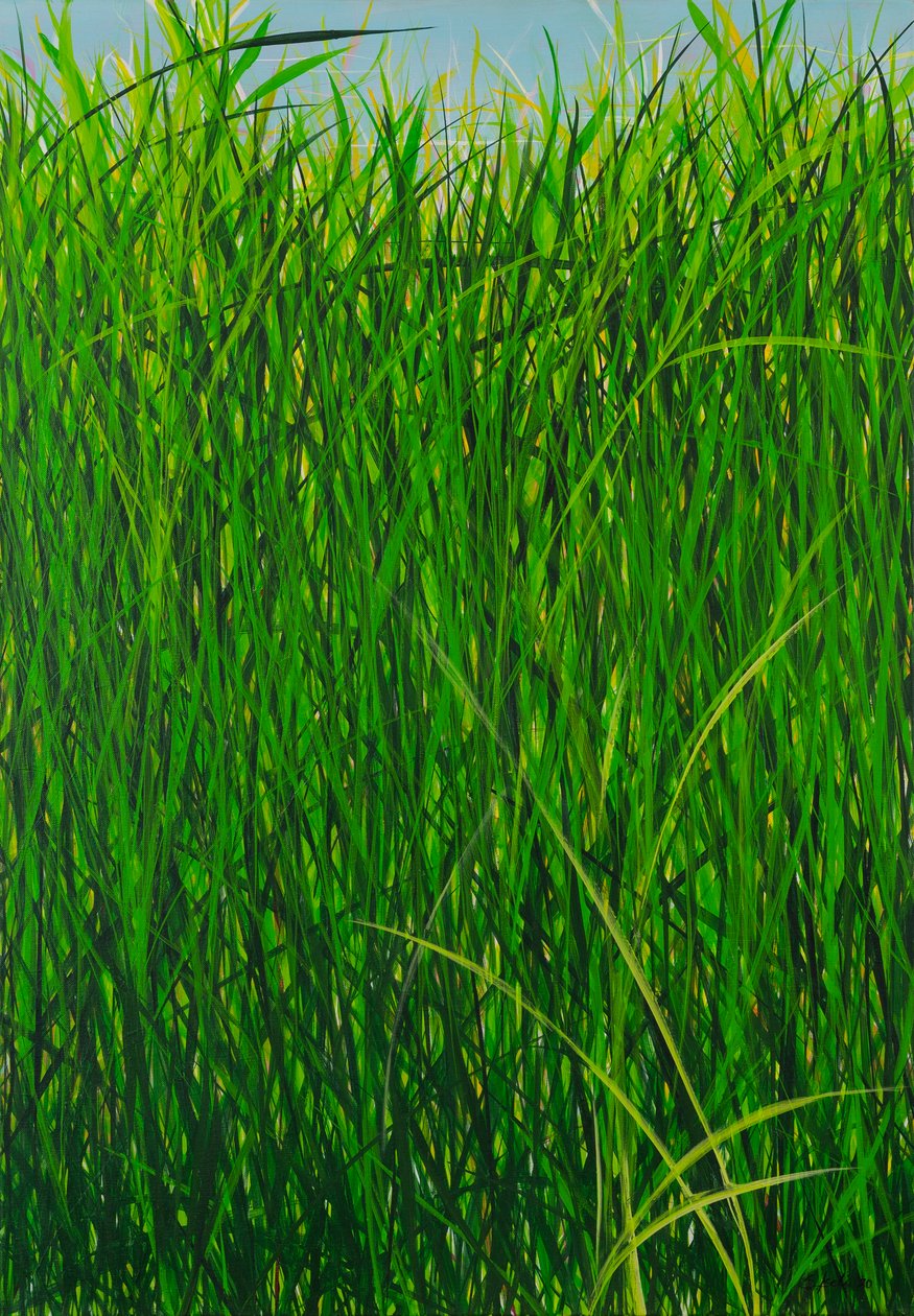 Herbe d