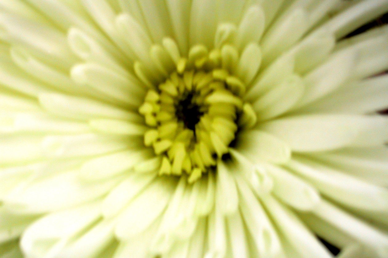 Fleur d