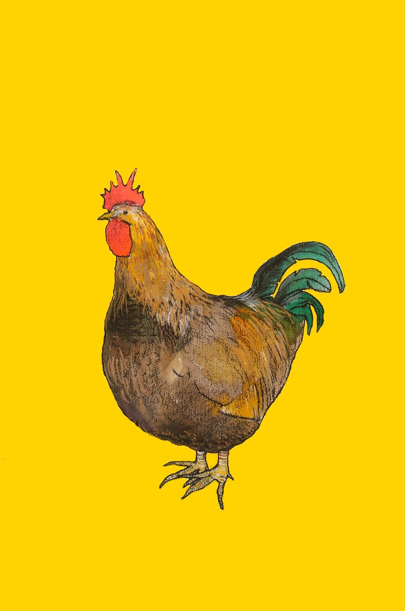 Coq, 2008 - Sarah Thompson Engels