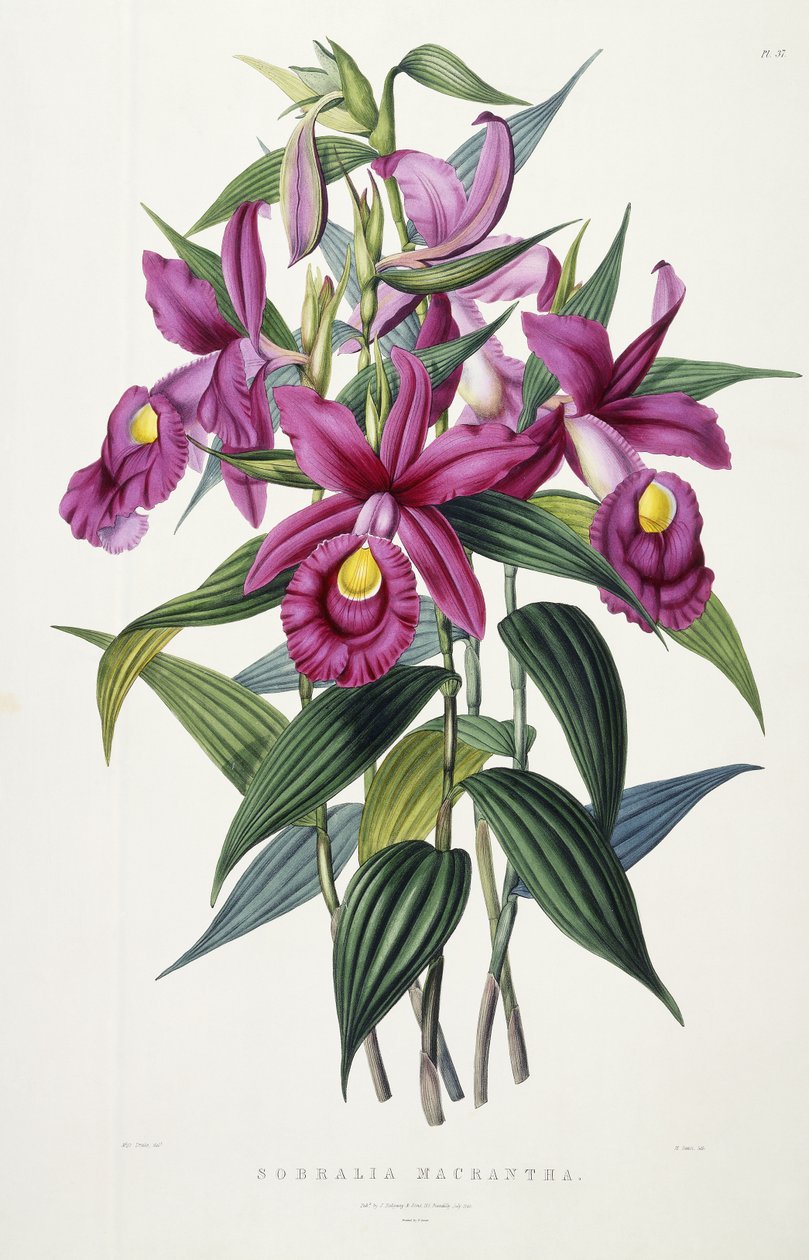 Sobralia Macrantha, vers 1837-43 - Miss Drake