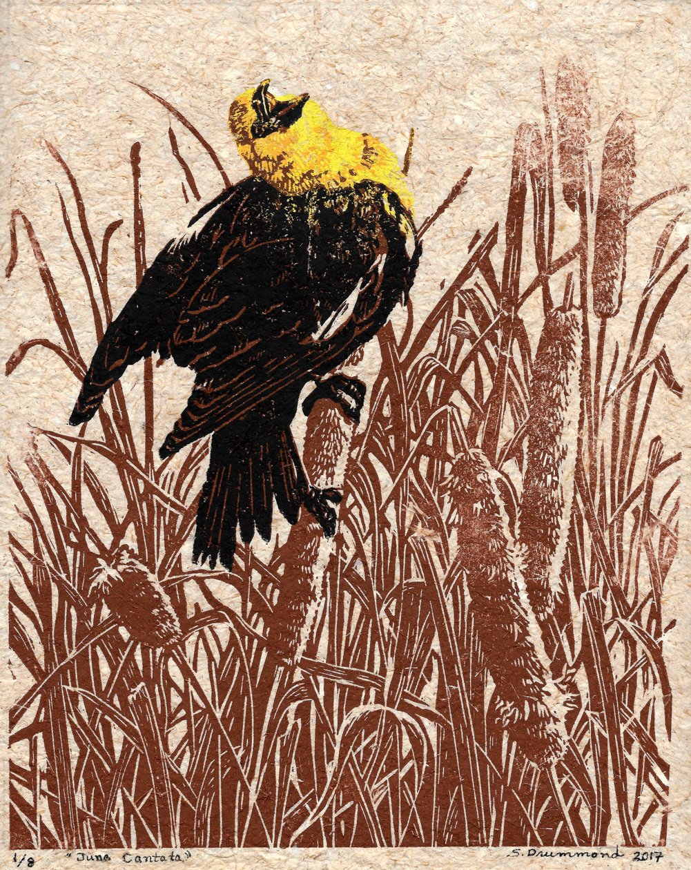 Cantate de quenouilles, 2017 (Linogravure) - Sarah Drummond