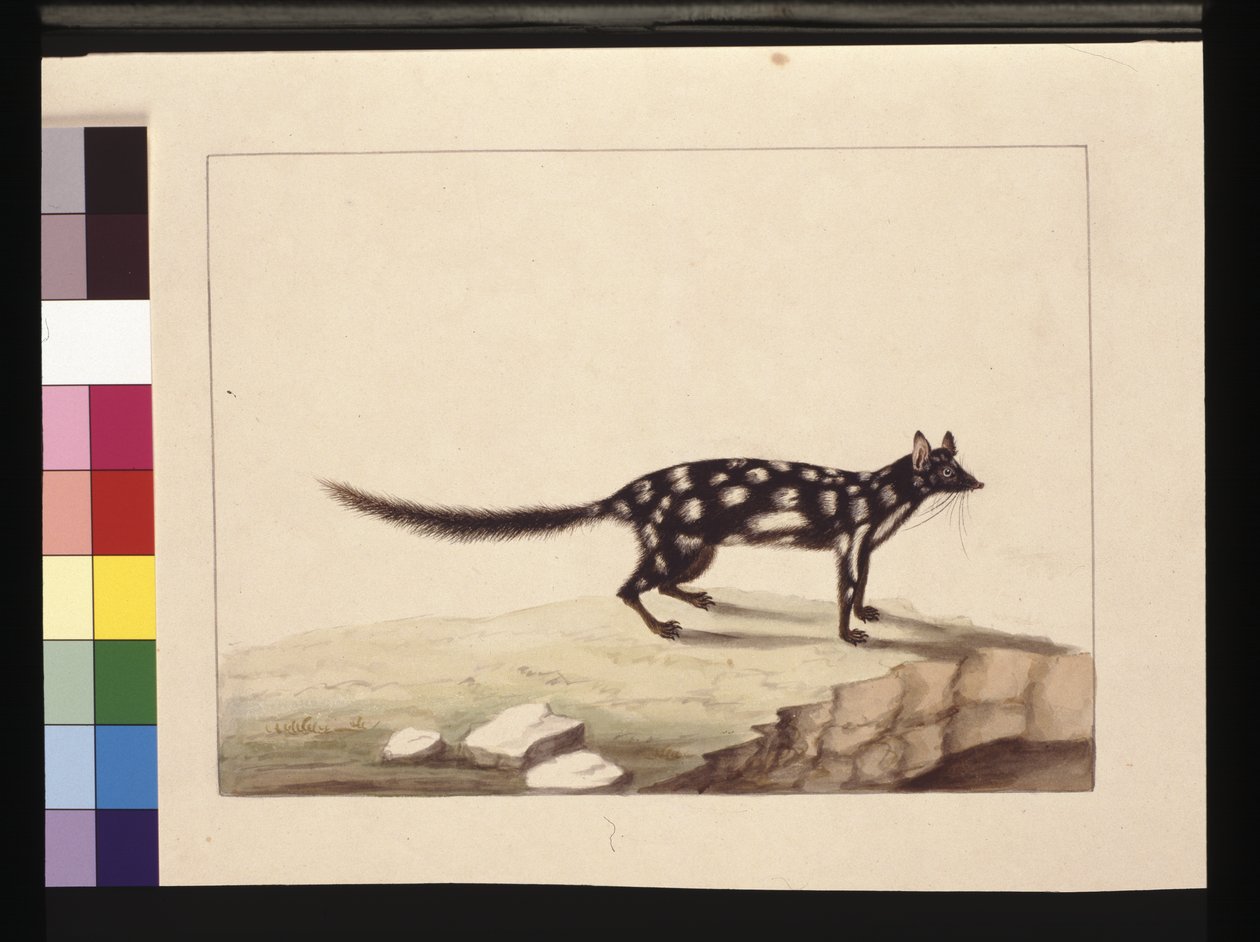 Page 28. Un Tapoa Tafa. Maintenant connu sous le nom de Dasyurus quoll. Semble être une copie de Sarah Stone d