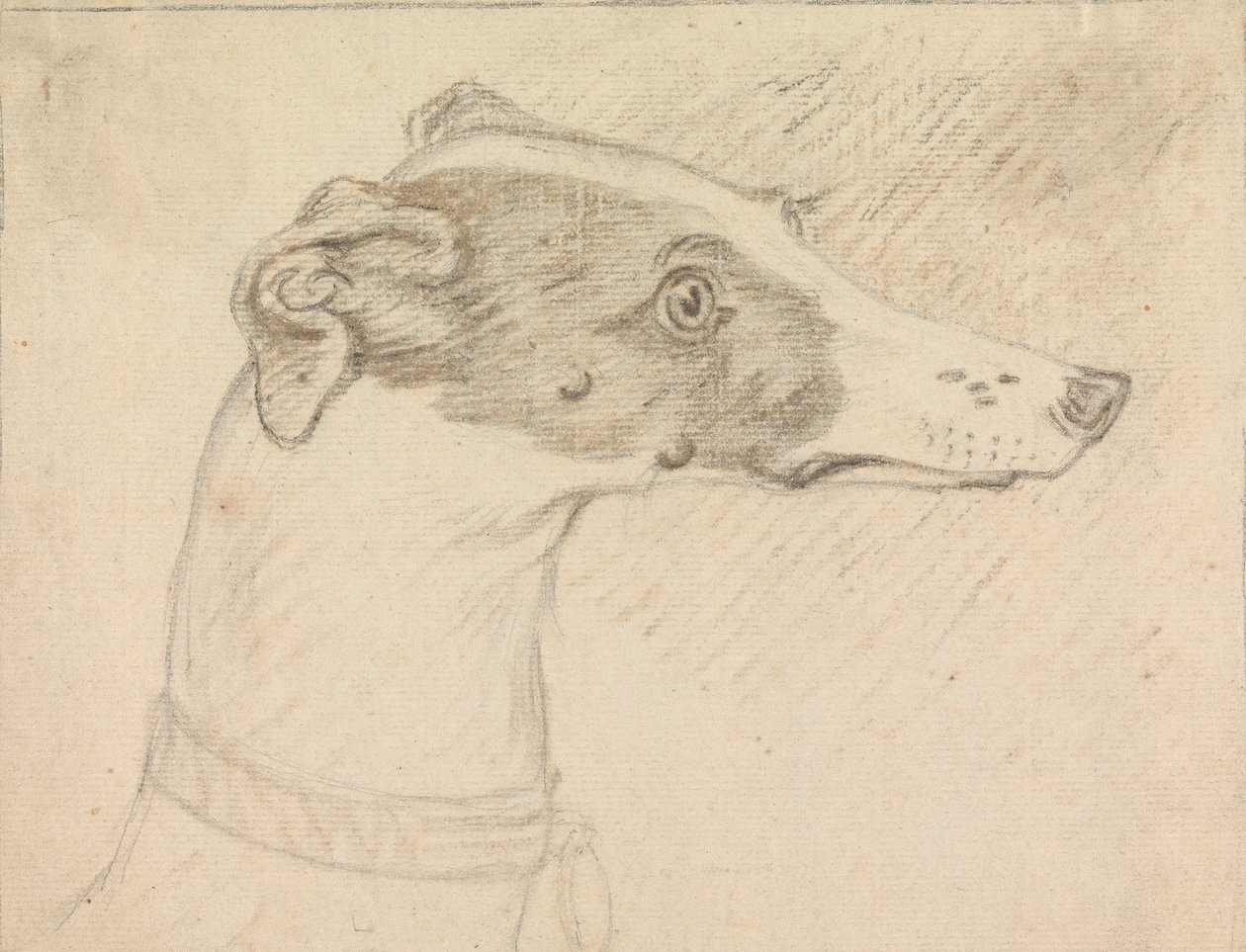 Portrait de tête de lévrier - Sawrey Gilpin