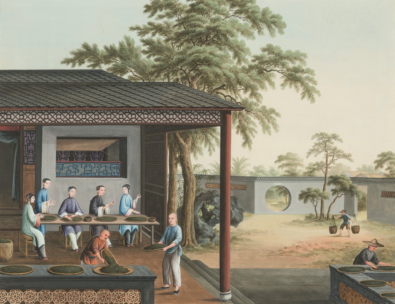 Production de thé, vers 1820 - School Chinese