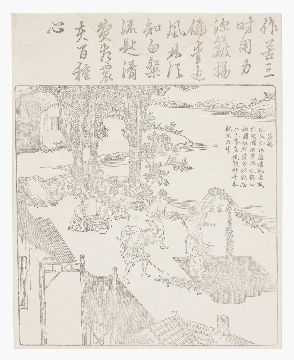 Vannage du riz - School Chinese