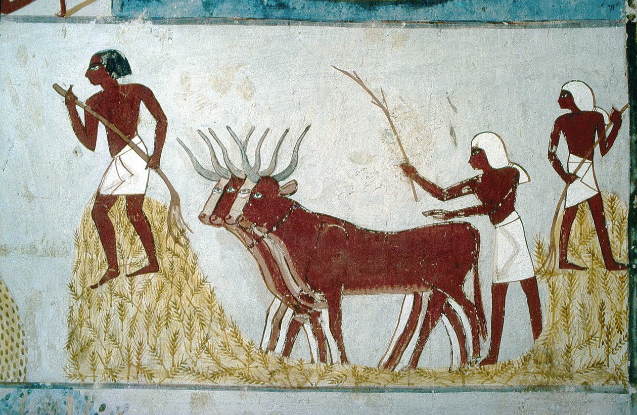 Louxor, Thèbes : Tombes des nobles : la tombe de Nakht. Scène agricole. Vallée des Nobles. - School Egyptian