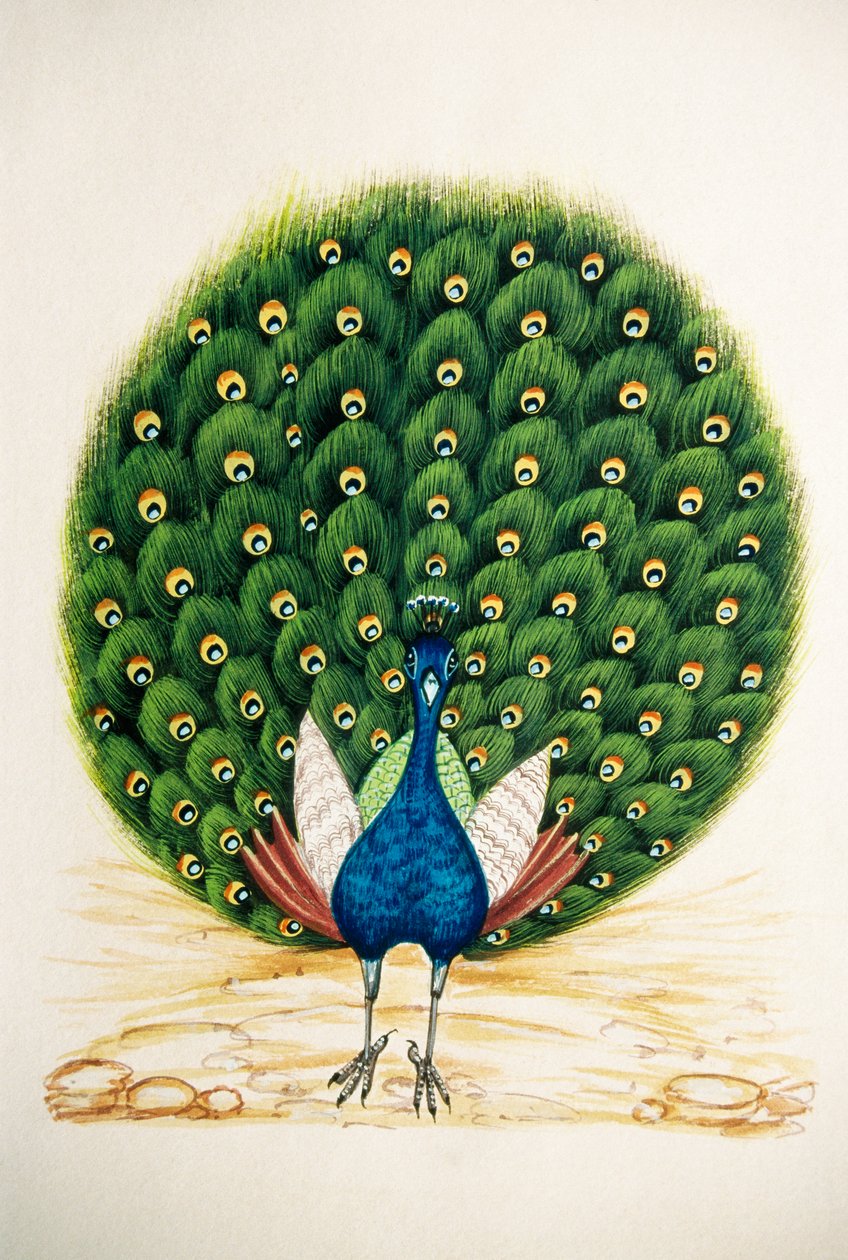 Miniature de paon sur soie - School Indian