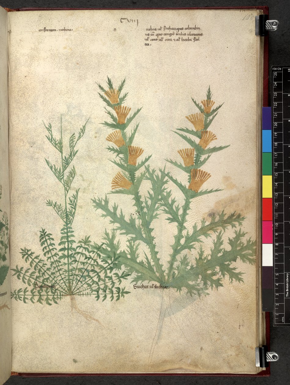 Tractatus de herbis (Herbier) vers 1280-1310 - School Italian