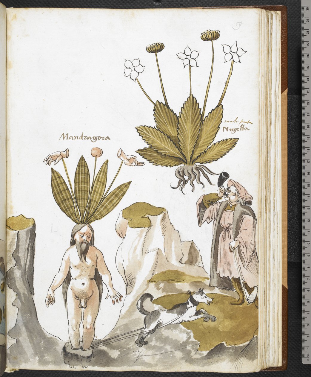Harley MS 3736 f.59r Une mandragore tirée par un chien, de 
