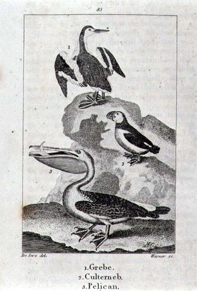 Grèbe, Culterneb et Pélican de 