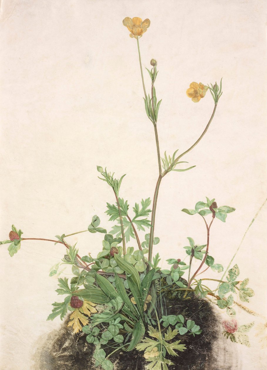 French : Renoncule, Trèfle rouge et Plantain Buttercups, Red Clover, and Plantain - School of Albrecht Dürer