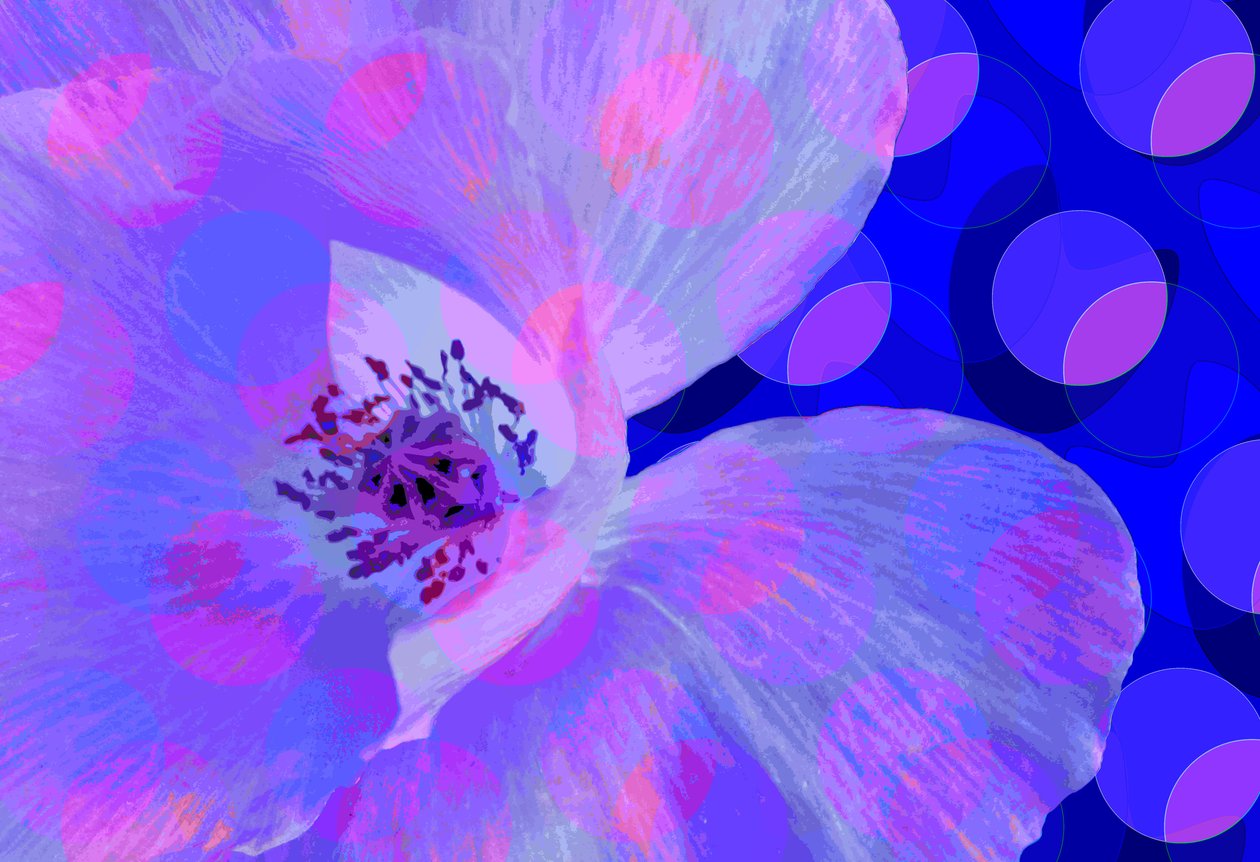 Coquelicot - Scott J. Davis