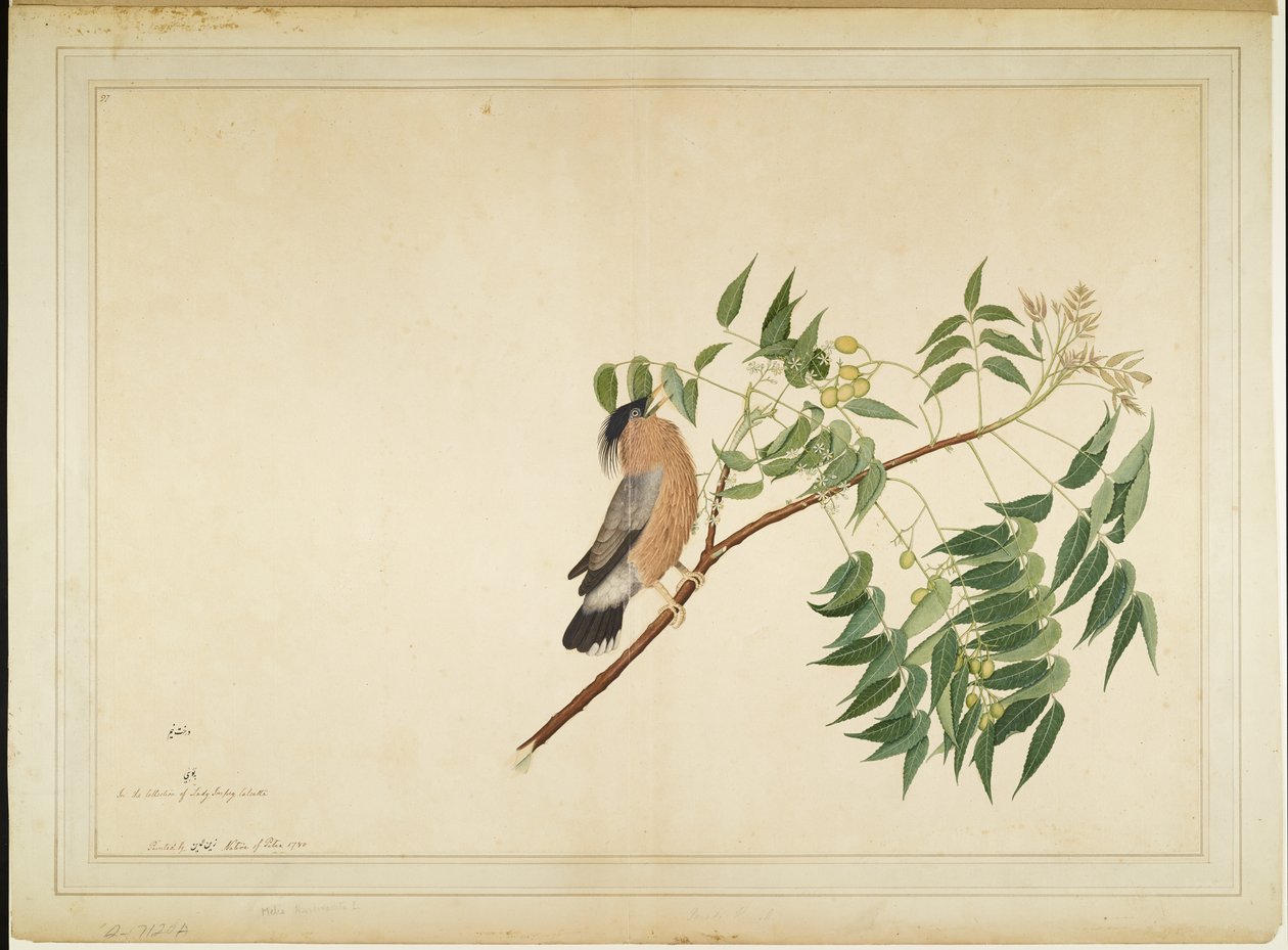 Étourneau brahmane sur une branche de neem, folio d