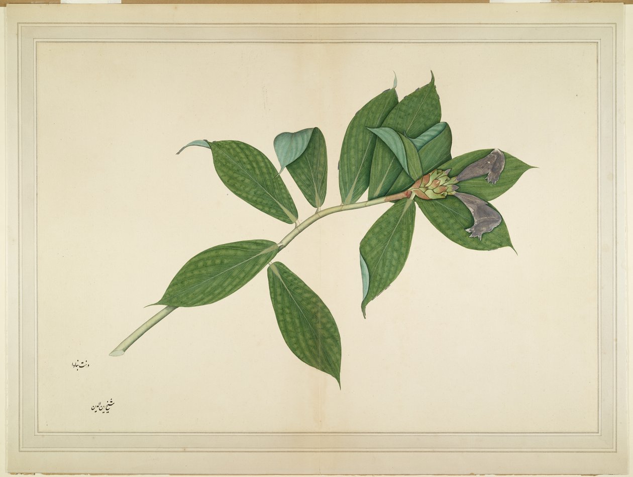 Plante de gingembre crépu, folio d