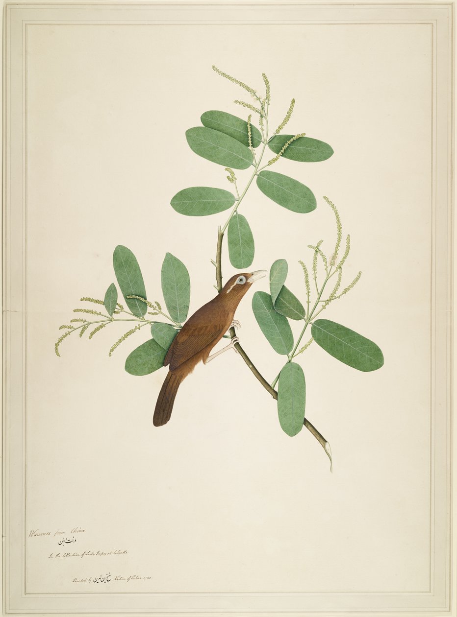 Hwamei sur une branche de Terminalia, folio d