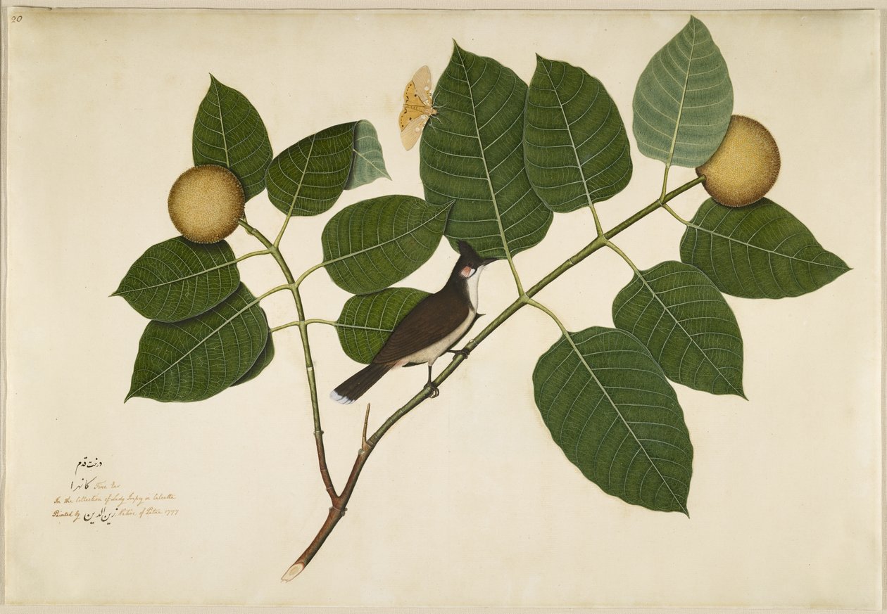 Bulbul à moustaches rouges et papillon Aganais Ficus sur une branche de Kadamba, folio d