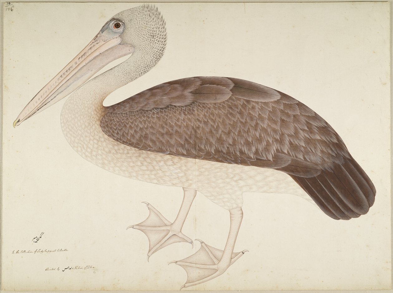 Pélican à bec tacheté, folio d