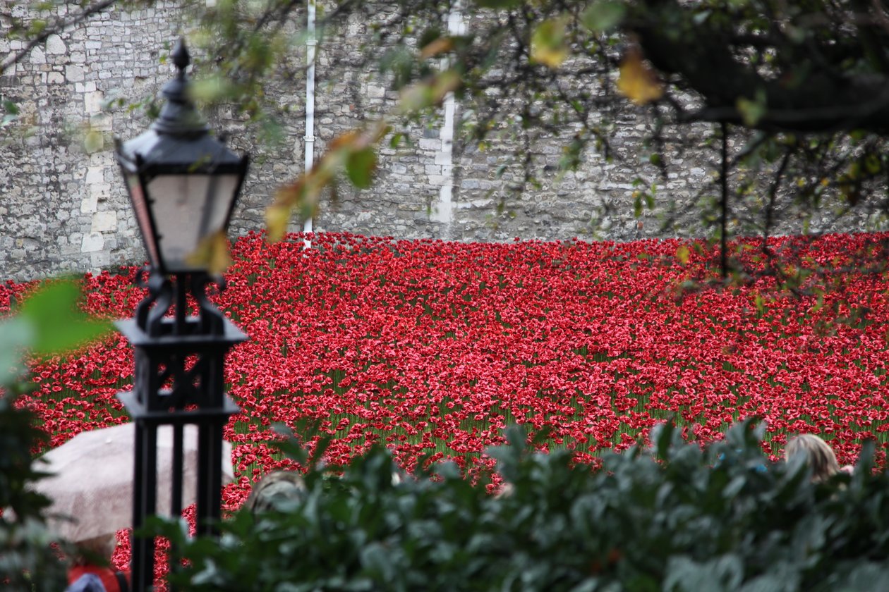Terres et mers de sang balayées par le vent, Tour de Londres, 2014 - Sheldon Marshall