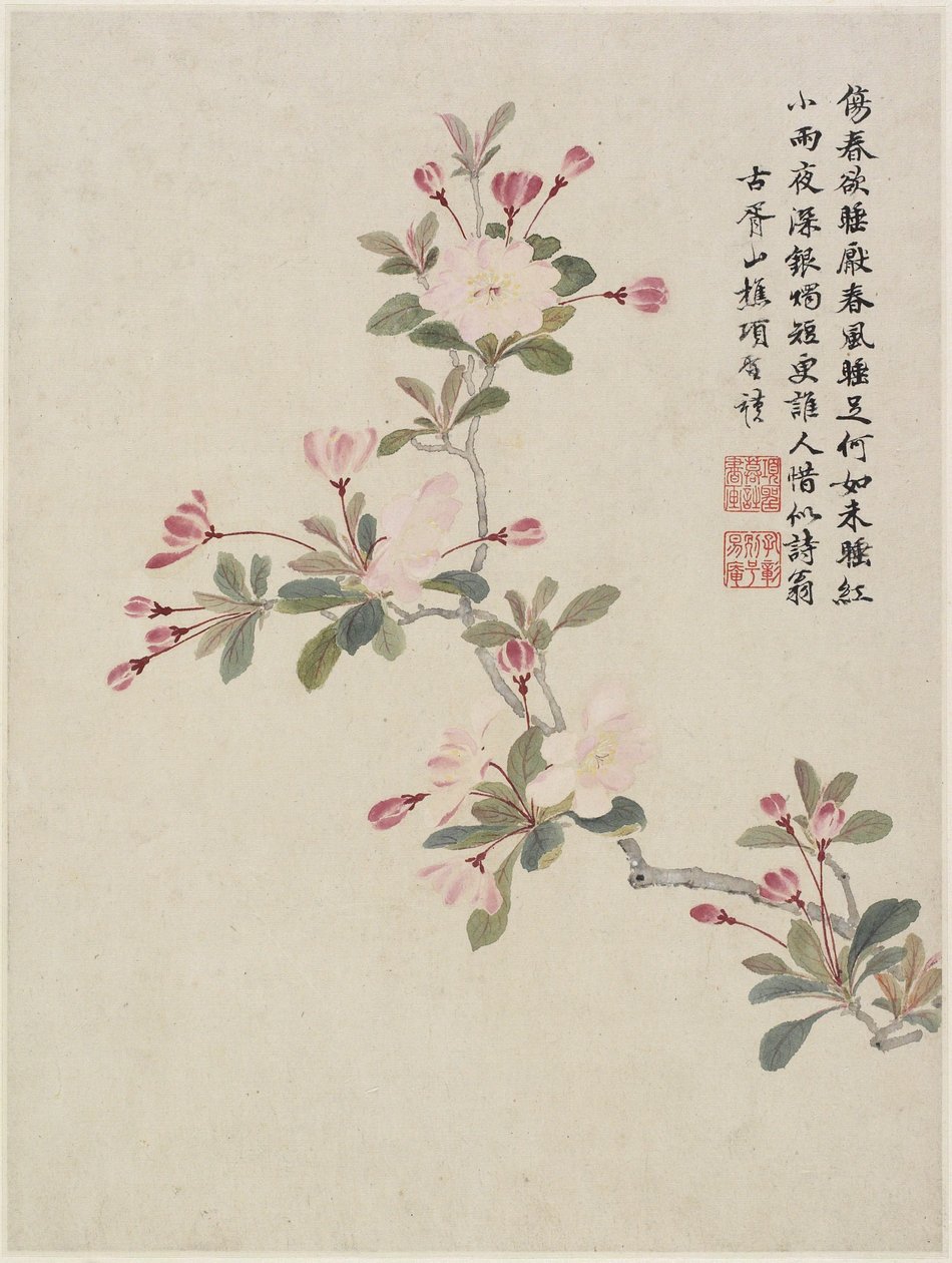 Fleur de pommier sauvage d