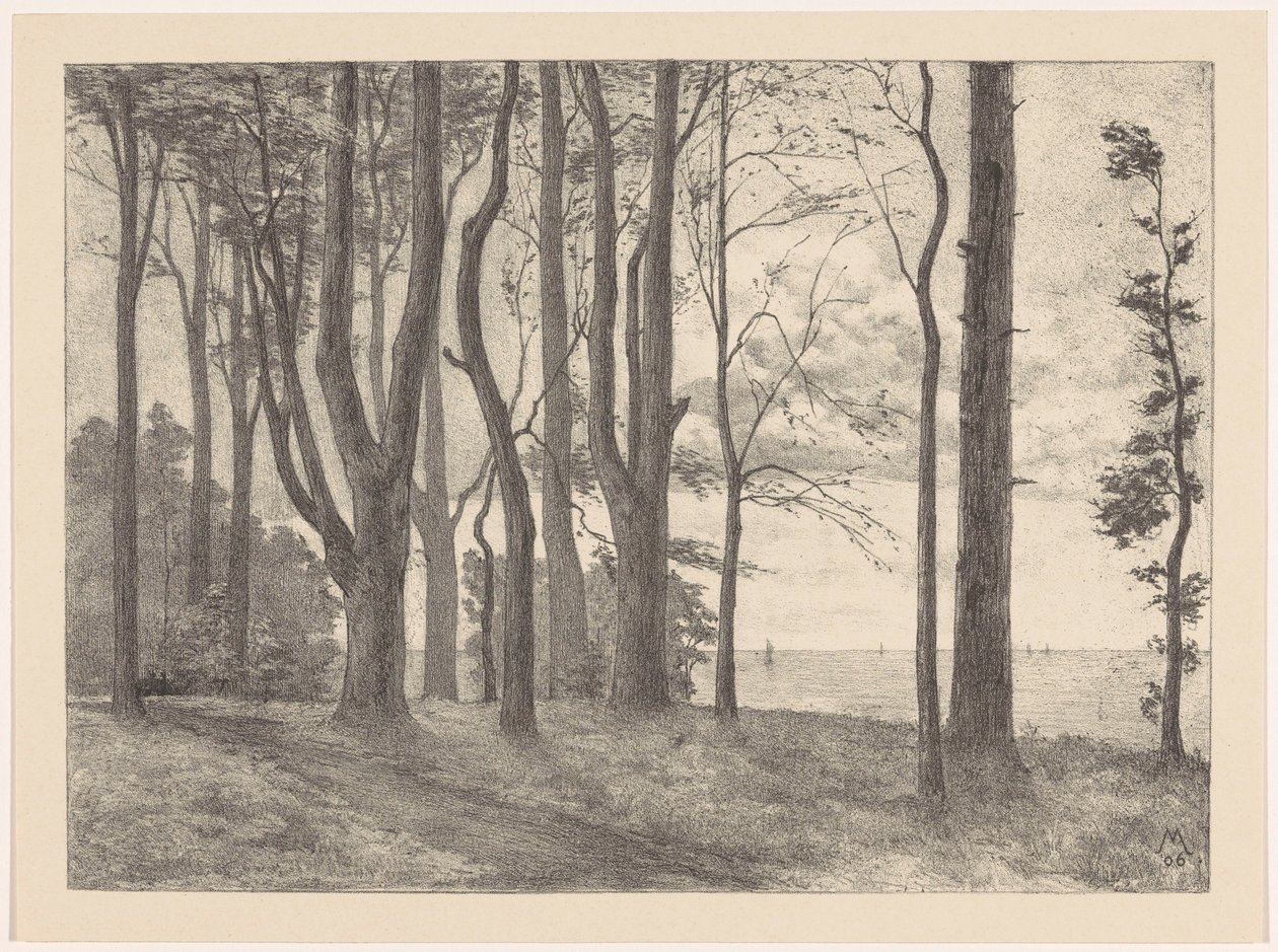 Arbres au bord de l