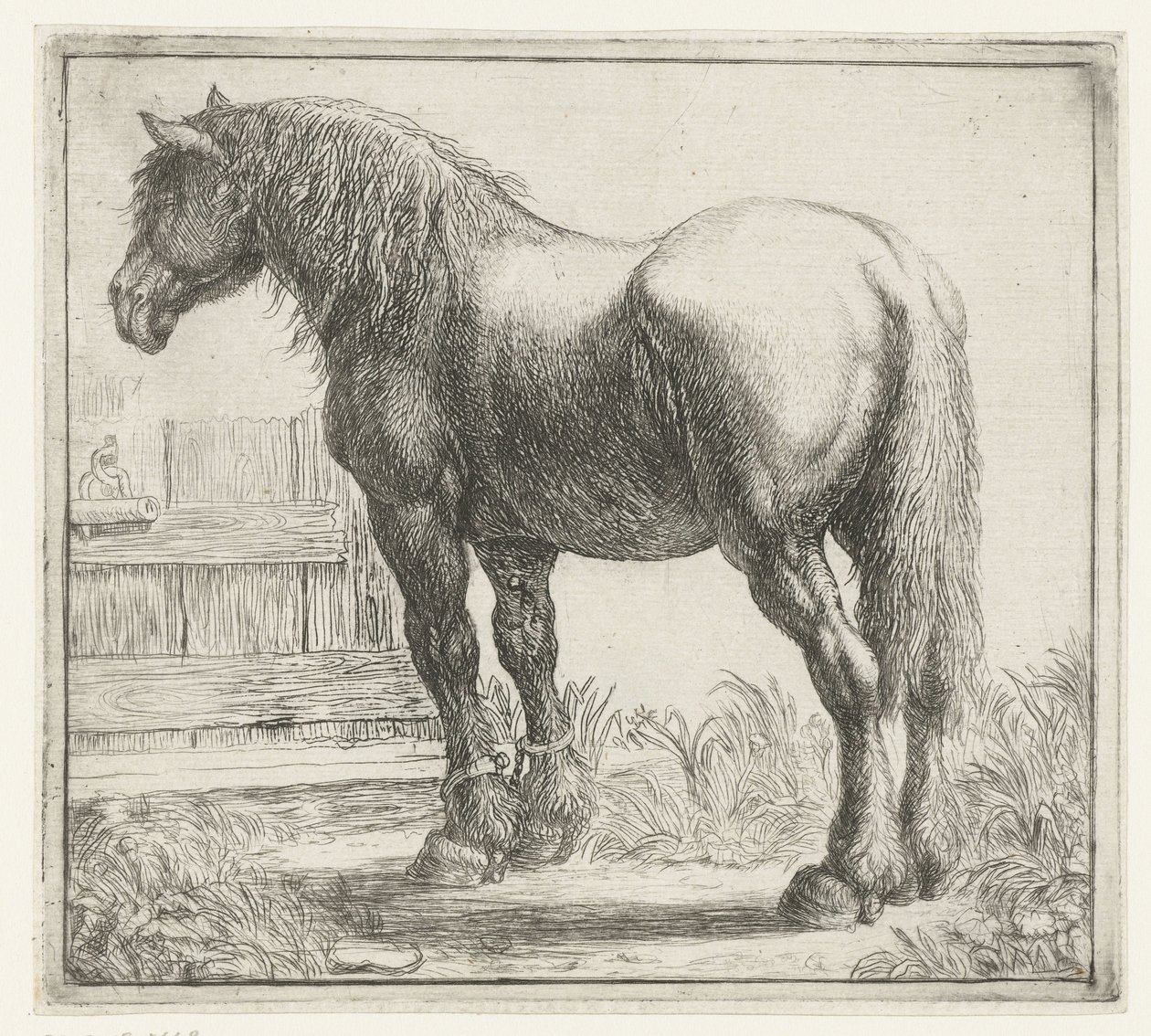 Cheval de trait près d