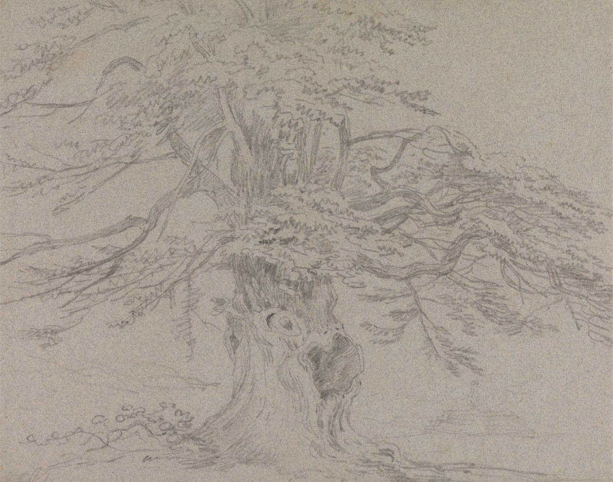 Étude d'arbre | Estampe d'art