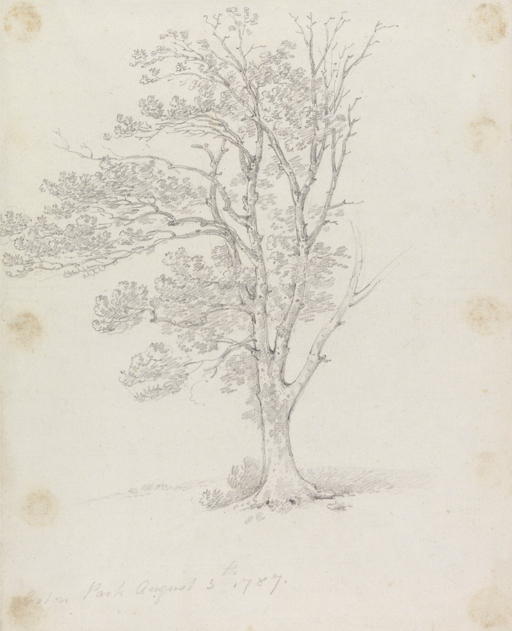 Arbre à Easton Park - Sir George Howland Beaumont seventh Baronet