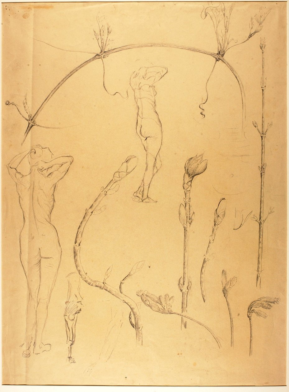 Branche et étude de nu - Solon H. Borglum