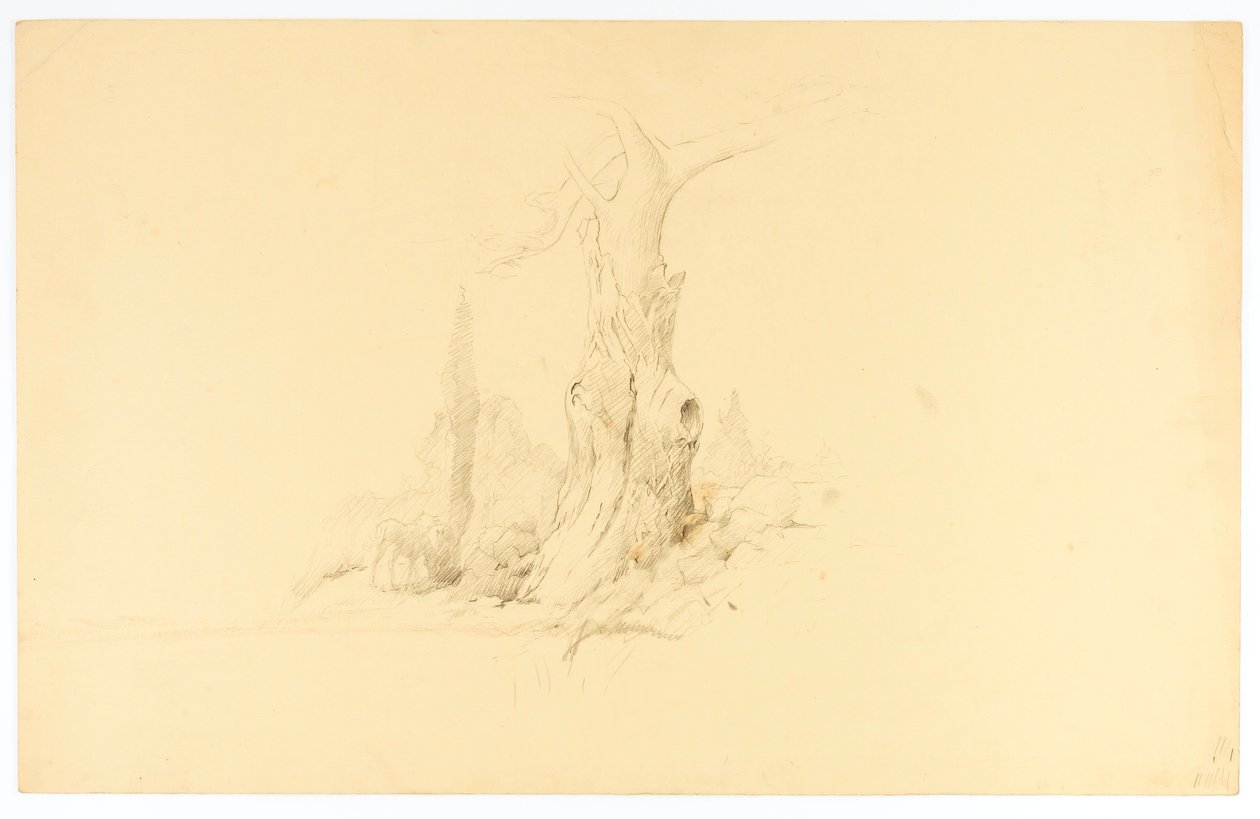 Arbre mort et pâturage de colt - Solon H. Borglum