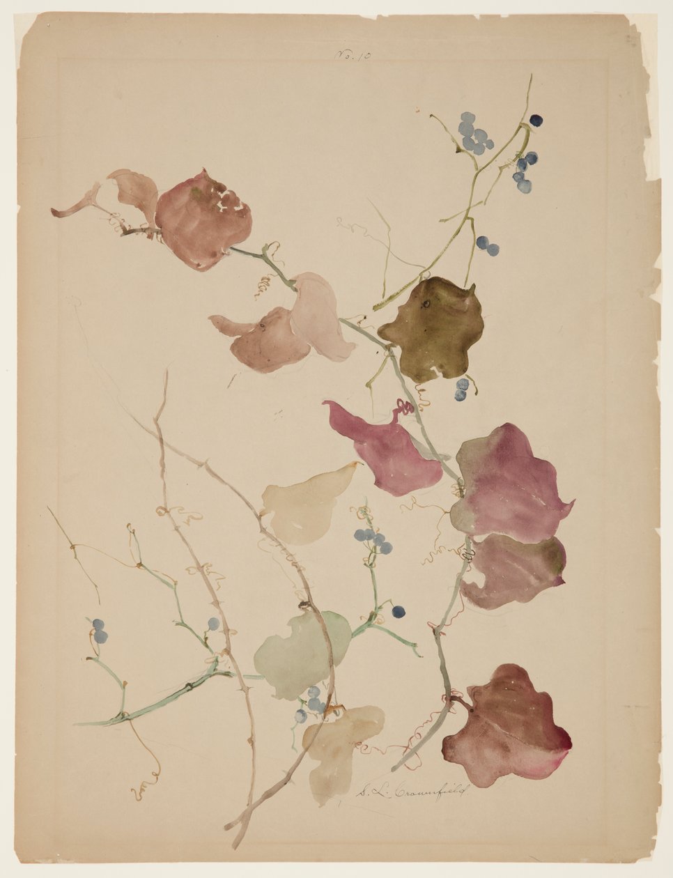 Étude de vigne de clématite avec des baies bleues - Sophia L. Crownfield