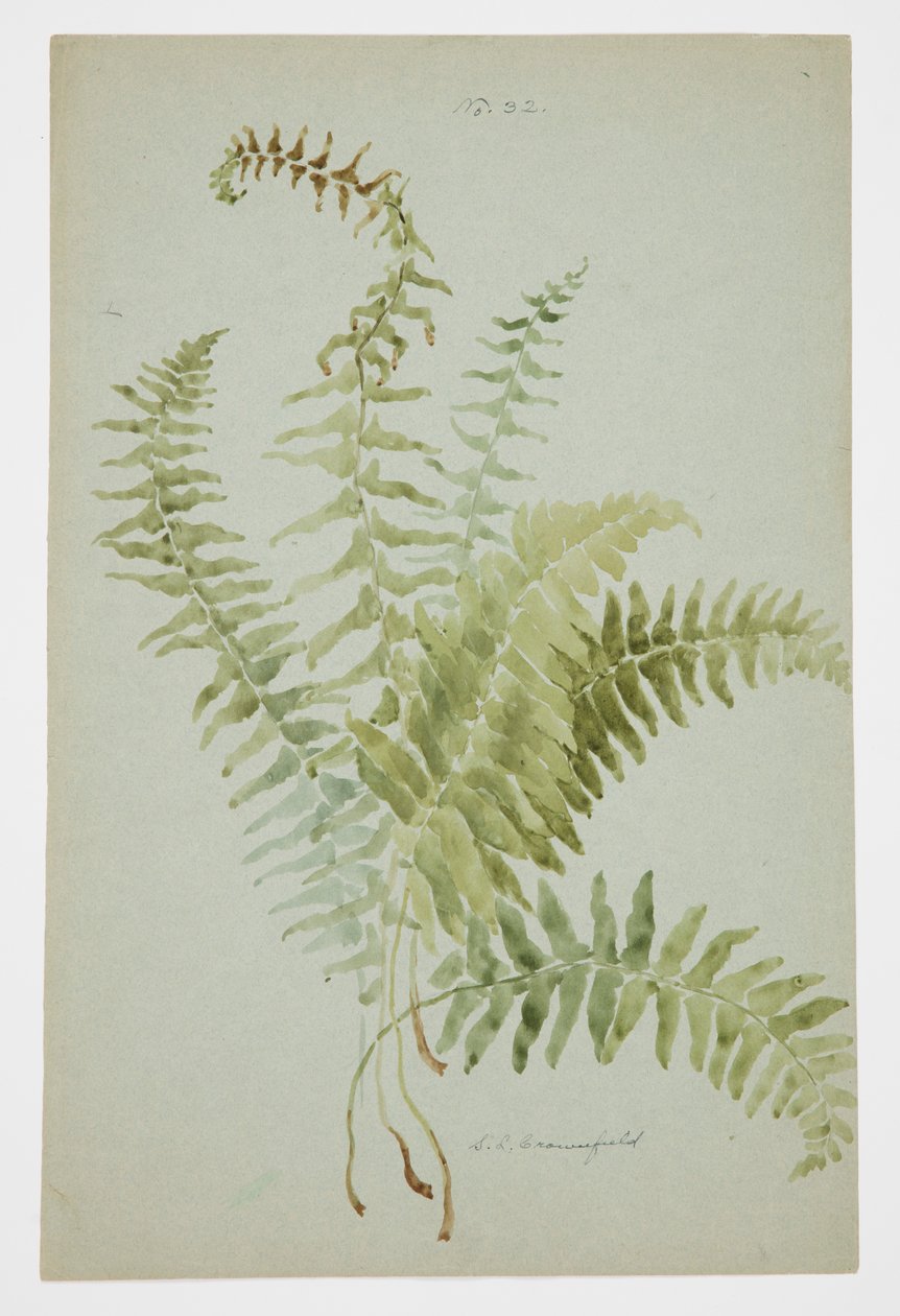 Étude de fougère - Sophia L. Crownfield