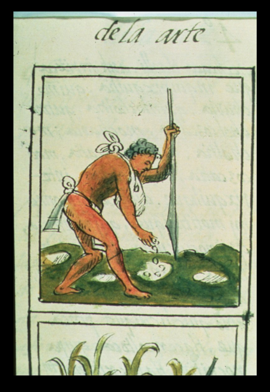 Un homme aztèque plantant du maïs, du 