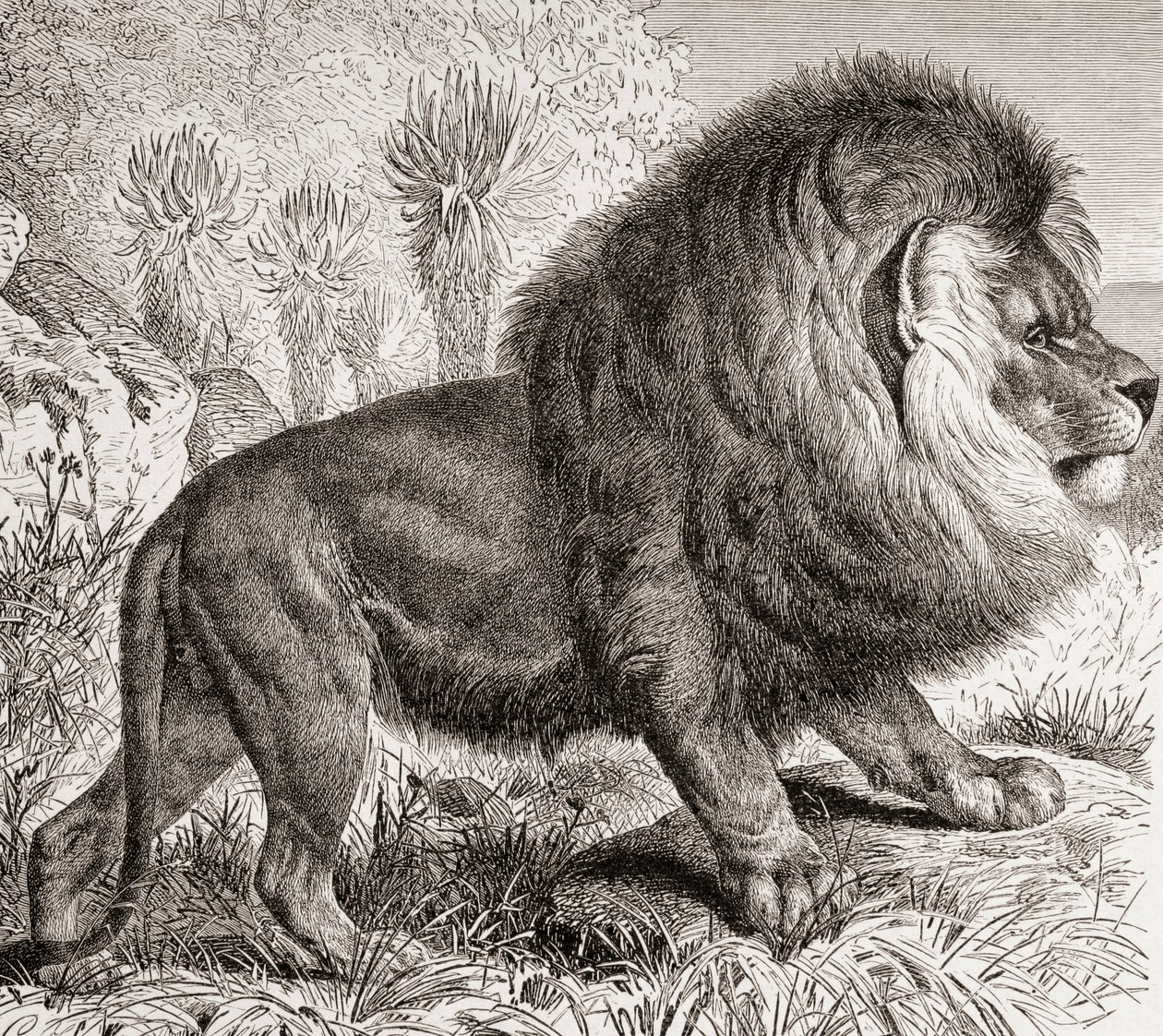 Le Lion du Cap, maintenant éteint, de 