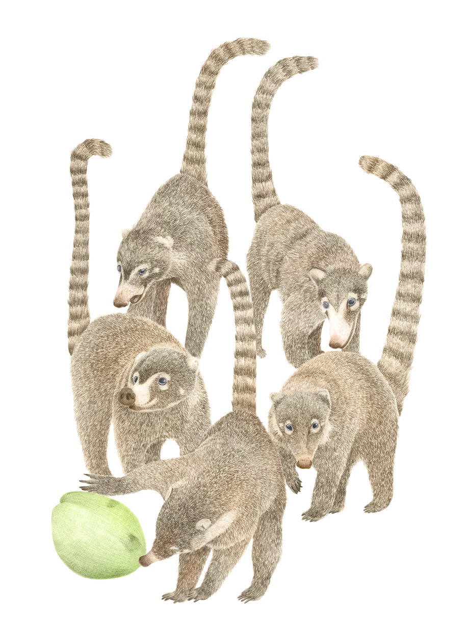 Coatis du Costa Rica - Stacy Hsu