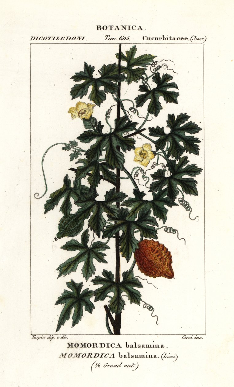 Concombre africain, Momordica balsamina - Stanghi Stanghi