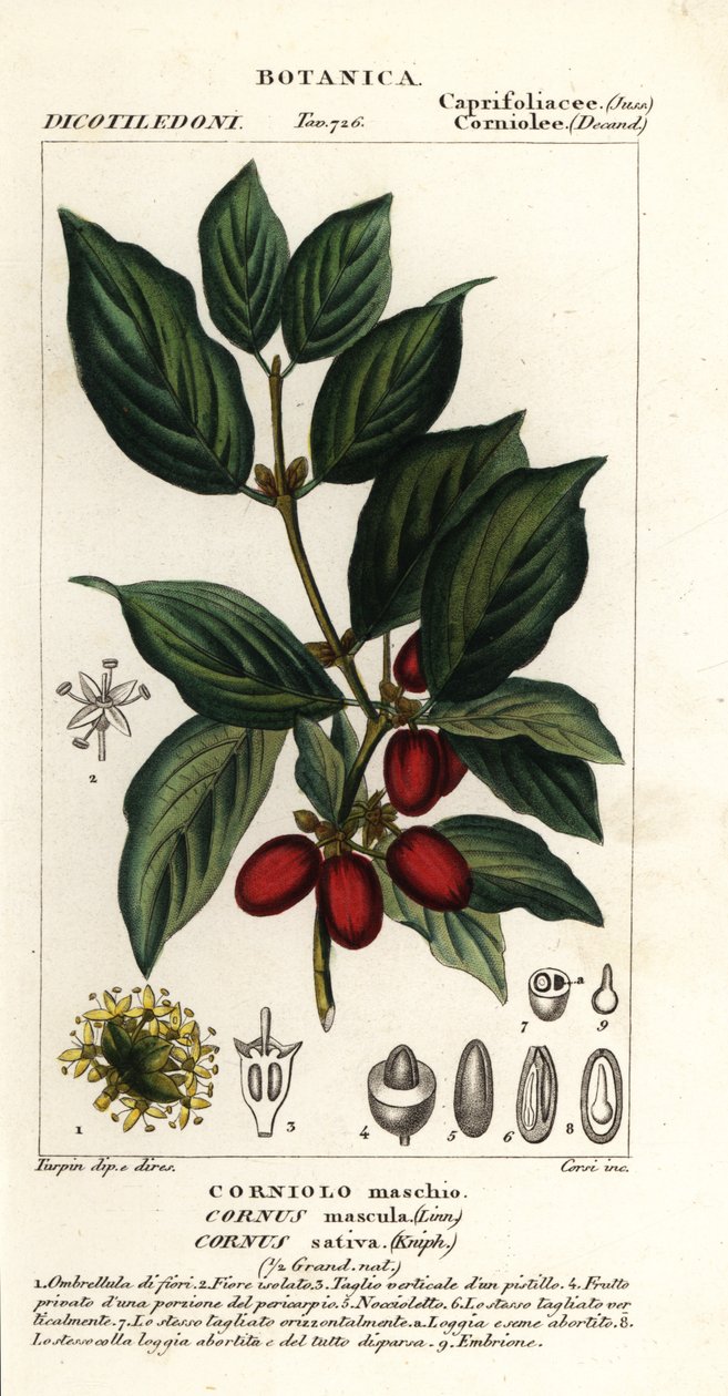 Cornouiller mâle, Cornus mas - Stanghi Stanghi