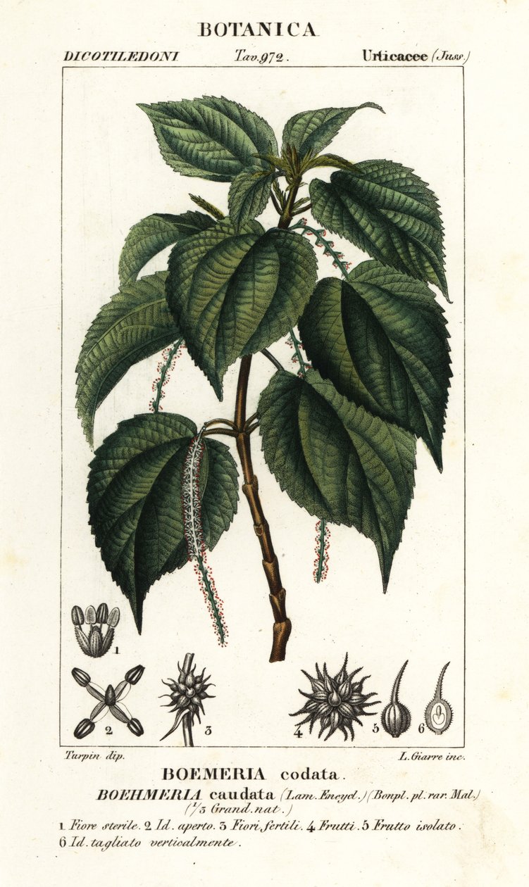 Fausse ortie, Boehmeria caudata - Stanghi Stanghi